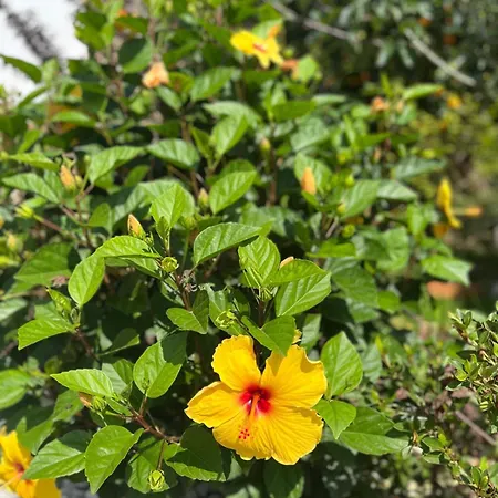 El Caseron Del Pas *