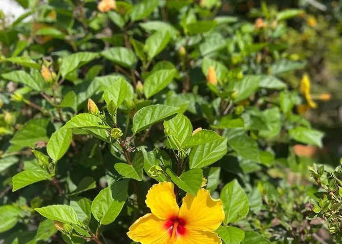 El Caseron Del Pas *